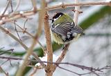 P1190522_bentn_dk