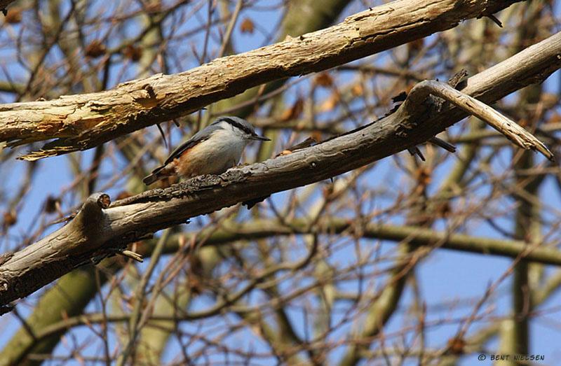 IMG_7269_bentn_dk.jpg - Spætmejsen er atter tilbage ved sit bo i år...den var i gang med at samle nødder da jeg spottede den.   Lundtofte 3 april 2010
