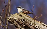 IMG_0784_bentn_dk