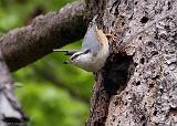 IMG_4589_bentn_dk