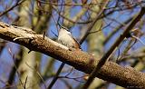 IMG_7336_bentn_dk