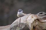 P4013046_bentn_dk
