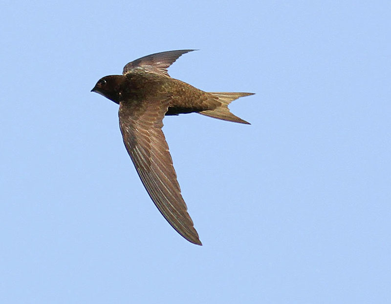 IMG_6106_bentn_dk.jpg - Lundtofte 1 juli 2012