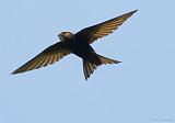 IMG_1047_bentn_dk