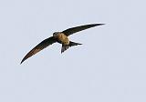 IMG_4176_bentn_dk