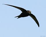 IMG_6266_bentn_dk