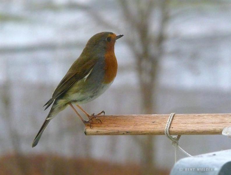 P1150998_bentn_dk.jpg - (Februar 2009)  Jeg var ved at gøre kameraet klar da den lige pludselig   dukkede op.  Jeg nåede kun lige at klikke og sekundet efter var den væk igen.