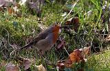 IMG_4887_bentn_dk