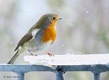 P1150897_bentn_dk