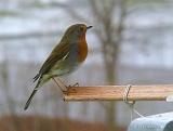 P1150998_bentn_dk