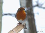 P1170300_bentn_dk