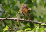 IMG_8484_bentn_dk