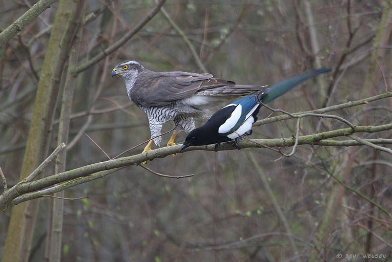 IMG_3903_bentn_dk.jpg - Lundtofte 14 april 2011.- Duehøgen blev desværre chikaneret af husskaden at den fløj kort tid efter