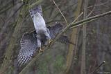 IMG_3937_bentn_dk