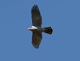 IMG_8937_bentn_dk
