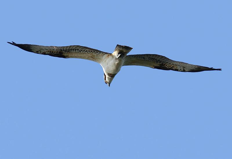 IMG_5925_bentn_dk.jpg - Furesøen 8 oktober 2012.- Pludselig var den der så, svævende over det samme sted nær søen.