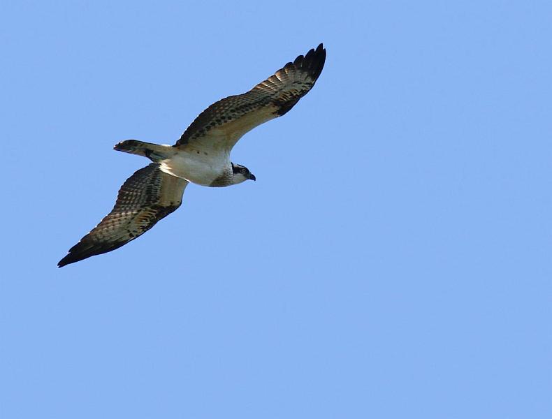 IMG_5984_bentn_dk.jpg - Furesøen 8 oktober 2012