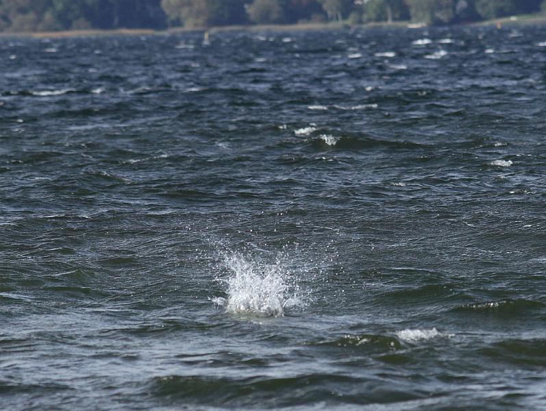 IMG_6196_bentn_dk.jpg - Furesøen 8 oktober 2012.- ...og ned under vandet forsvandt den så...