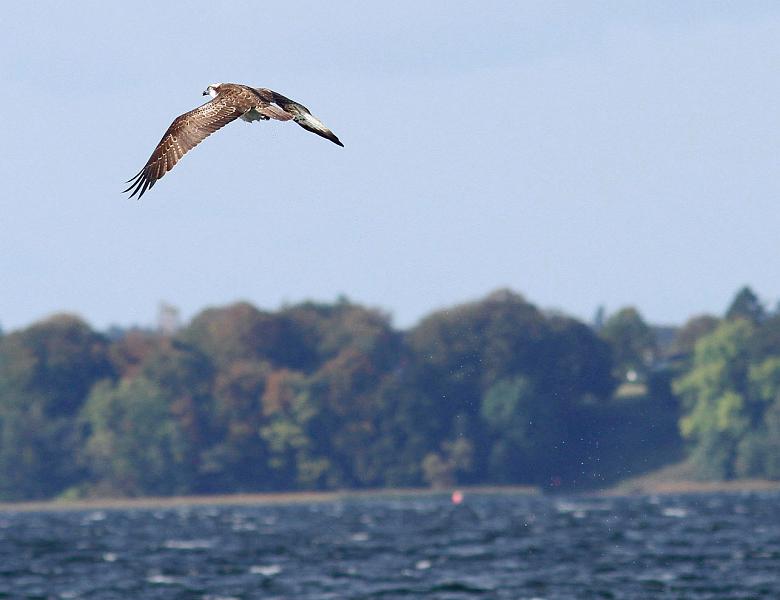 IMG_6211_bentn_dk.jpg - Furesøen 8 oktober 2012.- Men da den kom op igen havde den ikke fanget nogen fisk....