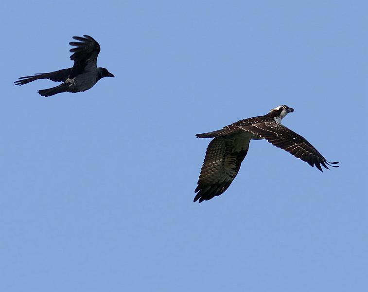 IMG_6275_bentn_dk.jpg - Furesøen 8 oktober 2012.- ...Kragerne ville også havde den væk......