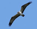 IMG_6013_bentn_dk