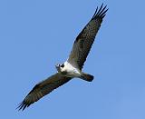 IMG_6017_bentn_dk