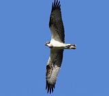 IMG_6024_bentn_dk