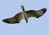 IMG_6047_bentn_dk