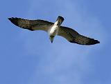 IMG_6128_bentn_dk