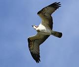 IMG_6157_bentn_dk