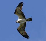 IMG_6169_bentn_dk