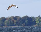 IMG_6211_bentn_dk
