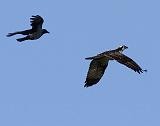 IMG_6275_bentn_dk