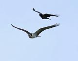 IMG_6284_bentn_dk
