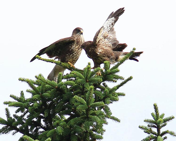 IMG_0426_bentn_dk.jpg - Lundtofte 20 juli 2012