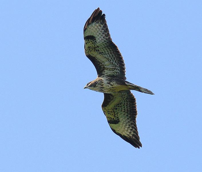 IMG_1051_bentn_dk.jpg - Lundtofte 23 juli 2012