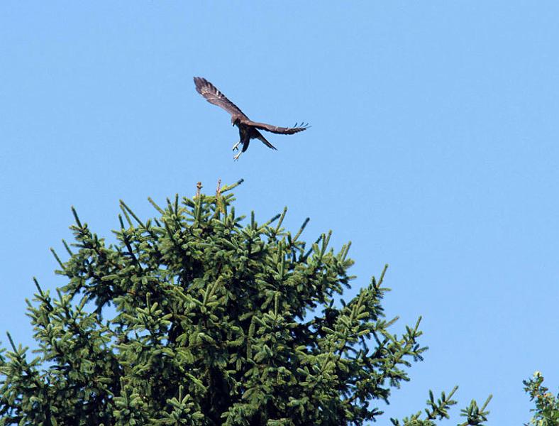 IMG_1135_bentn_dk.jpg - Lundtofte 24 juli 2012