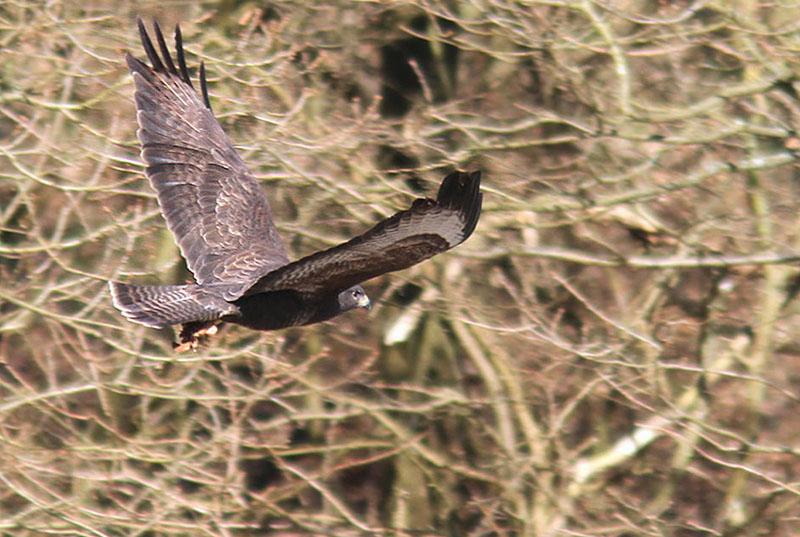 IMG_1719_bentn_dk.jpg - Lundtofte 5 april 2012.- Den kom flyvende ud fra et skov-område nær Mølleåen