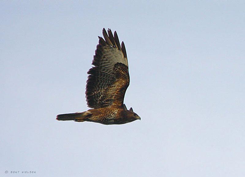 IMG_1838_bentn_dk.jpg - Lundtofte 29 juni 2011