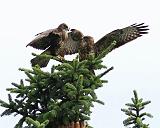 IMG_0421_bentn_dk