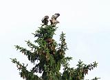 IMG_0422_bentn_dk