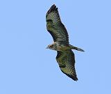 IMG_1051_bentn_dk