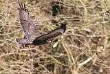 IMG_1719_bentn_dk