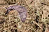 IMG_1720_bentn_dk