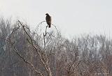 IMG_1774_bentn_dk