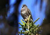 IMG_2195_bentn_dk