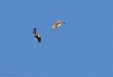 IMG_3508_bentn_dk