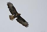 IMG_4713_bentn_dk
