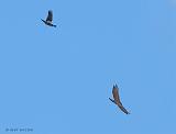 P1070889_bentn_dk