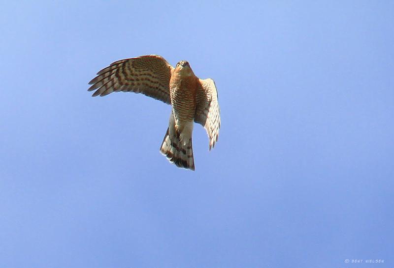 IMG_0861_bentn_dk.jpg - Lundtofte 2 april 2012